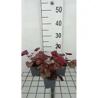 GRDplanten 6 x Heuchera híbrida 'Georgia Peach' - Heuchera púrpura - Maceta de 9 x 9 cm