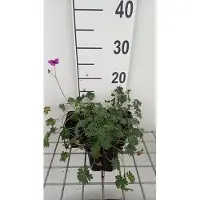 GRDplanten 6 x Geranio *cin. 'Subcaulescens' - Maceta con forma de pico de cigüeña, 9 x 9 cm
