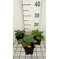 GRDplanten 6 x Hosta ventricosa - Hosta - Maceta de 9 x 9 cm