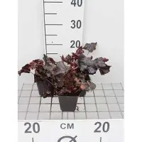 GRDplanten 6 x Heuchera híbrida 'Obsidian' - Heuchera púrpura - Maceta de 9 x 9 cm