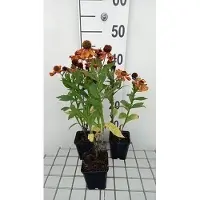 GRDplanten 6 x Helenium híbrido 'Baudirektor Linne' - Helianto híbrido - Maceta de 9 x 9 cm