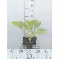 GRDplanten 6 x Hosta híbrida 'Sum And Substance' - Hosta - Maceta de 9 x 9 cm