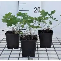 GRDplanten 6 x Geranio *phaeum* 'Samobor' (Geranio grisáceo) - Maceta de 9 x 9 cm