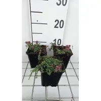 GRDplanten 6 plantas de *Thymus praecox* 'Red Carpet' (tomillo), en maceta de 9 x 9 cm
