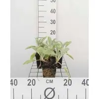 GRDplanten 6 plantas de *Stachys byzantina* 'Baumwolle Boll' ('Sheila Macqueen') - Sieza - Maceta de 9 x 9 cm