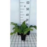 GRDplanten 6 plantas de *Silphium hybr. 'Maya'* - Género *Silphium* - Maceta de 9 x 9 cm