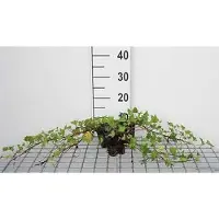 GRDplanten 12 plantas de *Hedera helix* 'Shamrock' (Hiedra 'Shamrock') - Maceta de 9 cm x 9 cm