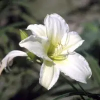 GRDplanten 6 x *Hemerocallis hybr.* 'Light The Way' - lirio de día híbrido - maceta de 9 x 9 cm