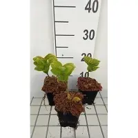 GRDplanten 6 plantas de *Polygonatum commutatum* (también conocida como "Sello de Salomón"), en macetas de 9 x 9 cm