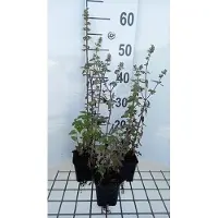 GRDplanten 6 plantas de *Nepeta cataria* 'Citriodora' (hierbabuena gatuna), en maceta de 9 x 9 cm