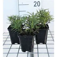 GRDplanten 6 x *Inula ensifolia* ('Compacta') - Alantía - Maceta de 9 x 9 cm