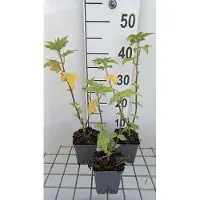 GRDplanten 6 x Lavatera híbrida 'Lilac Lady' - Malva arbustiva - Maceta de 9 x 9 cm