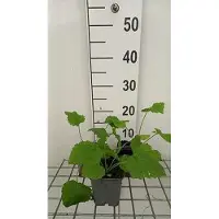 GRDplanten 6 x *Lunaria rediviva* (Lunaria) - Maceta de 9 x 9 cm