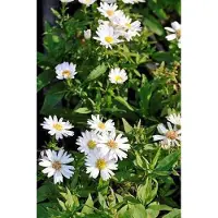 GRDplanten 6 plantas de Aster (género Aster), variedad "Schneekissen" (almohadilla de nieve), también conocida como Aster de otoño, en macetas de 9 x 9 cm