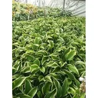 GRDplanten 6 x Hosta híbrida 'Mama Mia' - Hosta - Maceta de 9 x 9 cm
