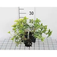 GRDplanten 12 plantas de Pachysandra, variedad 'Green Sheen' (también conocida como "Dickmännchen"), en maceta de 9 cm x 9 cm