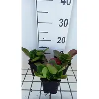 GRDplanten 6 plantas de Bergenia híbrida 'Baby Doll' (también conocida como pseudodictamnus), en maceta de 9 x 9 cm