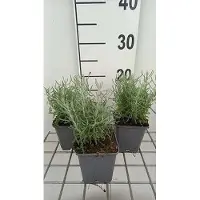 GRDplanten 6 plantas de *Santolina chamaecyparis* 'Lambrook Silver' (santolina), en maceta de 9 x 9 cm