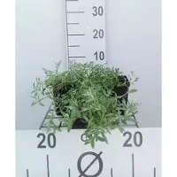 GRDplanten 6 plantas de *Cerastium tomentosum* (también conocida como "Hornblume"), en macetas de 9 x 9 cm