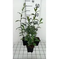 GRDplanten 6 x *Aster laevis* 'Calliope' - Aster de hojas lisas 'Calliope' - Maceta de 9 x 9 cm