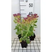 GRDplanten 6 x Sedum sp. 'Meteor' - Suculenta - Maceta de 9 x 9 cm