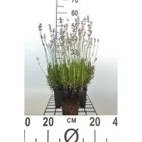GRDplanten 6 plantas de *Lavandula angustifolia* 'Rosea' (lavanda) en maceta de 9 x 9 cm