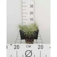 GRDplanten 6 plantas de Carex comans 'Frosted Curls' (uña de gato 'Frosted Curls') - en maceta de 9x9 cm