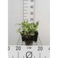 GRDplanten 6 plantas de *Oenothera macrocarpa* (también conocida como *missouriensis*), conocida como "flor de la noche", en macetas de 9 x 9 cm