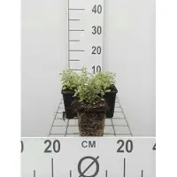 GRDplanten 6 plantas de *Nepeta faassenii* (hierba gatera), en maceta de 9 x 9 cm