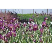 GRDplanten 6 x Iris (plántula) 'Imperator' - Lirio espada - Maceta de 9 x 9 cm