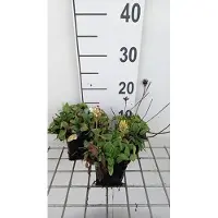 GRDplanten 6 plantas de *Prunella grandiflora* 'Alba' (Braunelle), en macetas de 9 x 9 cm