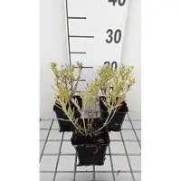 GRDplanten 6 x *Perovskia atriplicifolia* 'Blue Steel' - Blauraute - Maceta de 9 x 9 cm