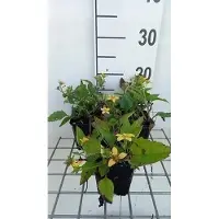 GRDplanten 6 plantas de *Chrysogonum virginianum* (también conocido como crisantemo), en maceta de 9 x 9 cm