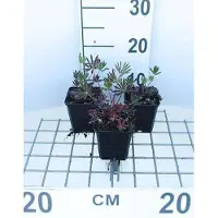 GRDplanten 6 x *Lupinus hybr.* 'Gallery Red' - Lupino - Maceta de 9 x 9 cm