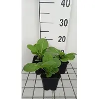 GRDplanten 6 plantas de *Primula pulverulenta* (también conocida como "Kugelprimel"), en macetas de 9 x 9 cm