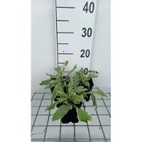 GRDplanten 6 x *Knautia maculosa* 'Thunder And Lightning' - Flor de viuda - Maceta de 9 x 9 cm
