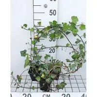 GRDplanten 12 plantas de *Hedera helix* 'Woerner' (Hiedra común 'Woerner') - Maceta de 9 cm x 9 cm