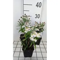 GRDplanten 6 x Aster dumosus 'Kristina' - Aster otoñal - Maceta de 9 x 9 cm