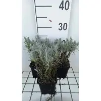 GRDplanten 6 plantas de *Lavandula intermedia* 'Grappenhall' (lavanda), en maceta de 9 x 9 cm