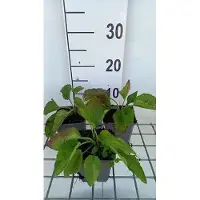 GRDplanten 6 x *Rudbeckia fulgida* 'City Garden' - Rudbeckia (también conocida como "girasol americano") - Maceta de 9 x 9 cm