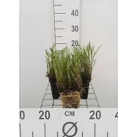 GRDplanten 6 plantas de *Coreopsis rosea* 'American Dream' (también conocida como "Mädchenauge"), en maceta de 9 x 9 cm
