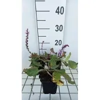 GRDplanten 6 plantas de Salvia sylvestris 'Serenade' - Sternmoos, en maceta de 9 x 9 cm