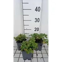 GRDplanten 6 x *Lamium maculatum* 'Album' ('niveum') - Hierba de los gnomos - Maceta de 9 x 9 cm