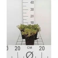 GRDplanten 6 plantas de *Thymus praecox* 'Doone Valley' (tomillo), en maceta de 9 x 9 cm