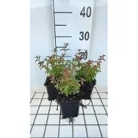 GRDplanten 6 plantas de *Fuchsia magellanica* 'Gracilis' - Fucsia - Maceta de 9 x 9 cm