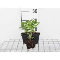 GRDplanten 12 plantas de Pachysandra, variedad 'Green Carpet' (también conocida como "Dickmännchen"), en maceta de 9 cm x 9 cm