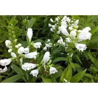 GRDplanten 6 plantas de *Physostegia virg.* 'Summer Snow' (Gelenkblume), en maceta de 9 x 9 cm