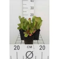 GRDplanten 6 x Bergenia cordifolia 'Purpurea' (también conocida como pseudodictamnus) - maceta de 9 x 9 cm