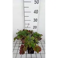 GRDplanten 6 x Geum híbrido 'Mango Lassi' - Geum (o raíz de jengibre) - Maceta de 9 x 9 cm