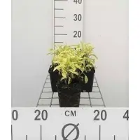GRDplanten 6 plantas de Salvia officinalis 'Icterina' 'aurea' - Sternmoos, en maceta de 9 x 9 cm